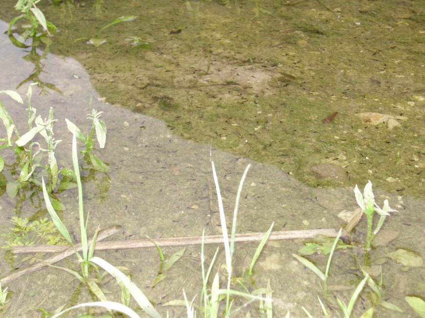 La Valle dell''Adige e l''ululone